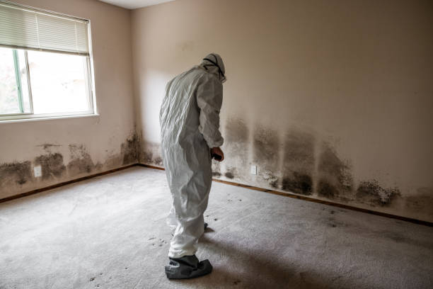 Best Post-Construction Mold Inspection  in Riverdale, UT